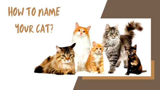 Great Tips for Naming Your New Kitten
