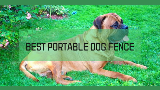 Portable Dog Fences