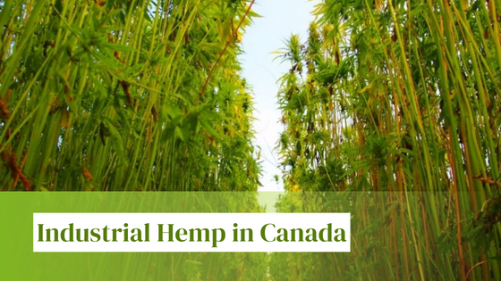 Industrial Hemp Licences in Canada: Who Needs One?